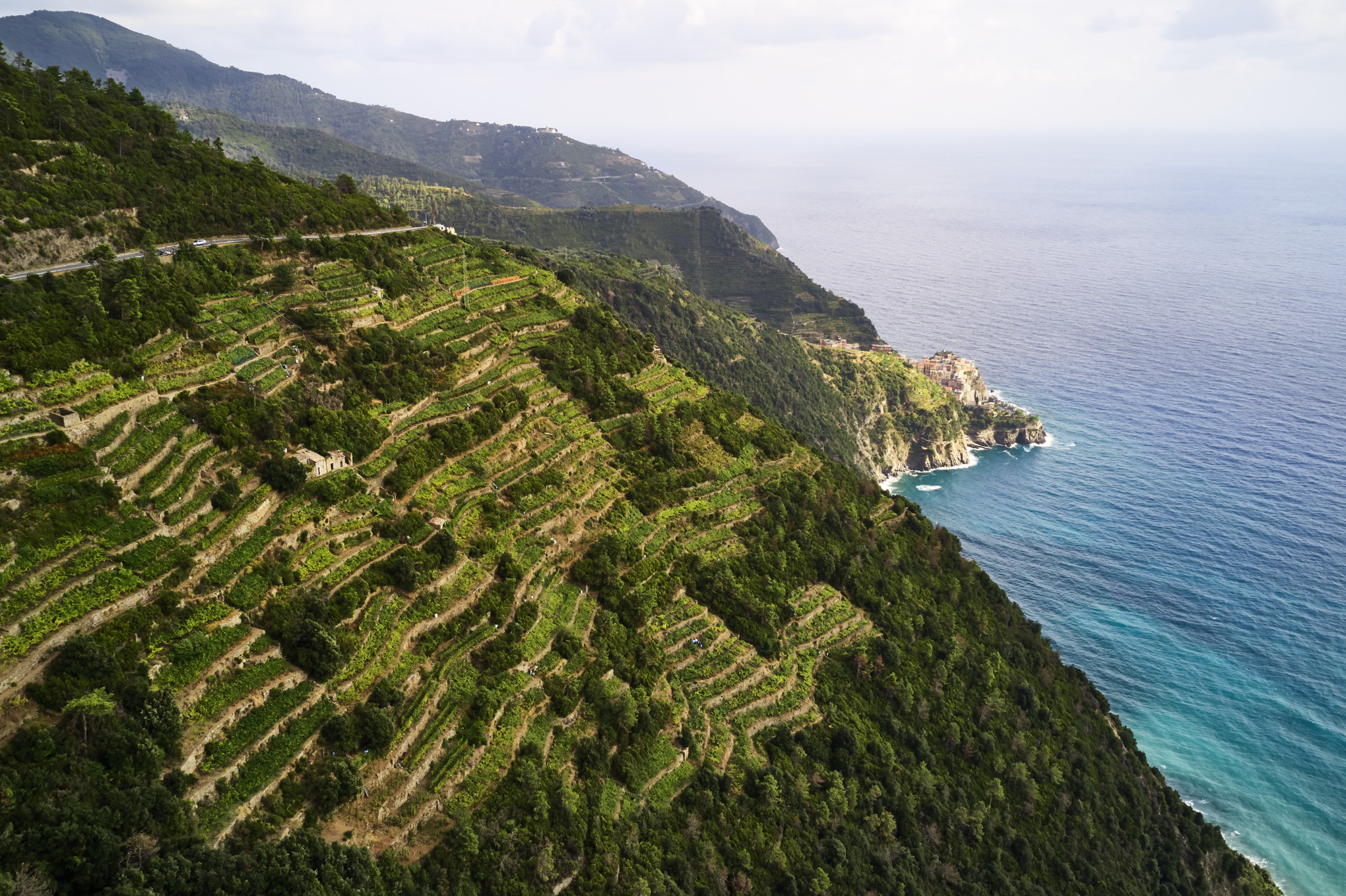 СВЕТОВНА МРЕЖА