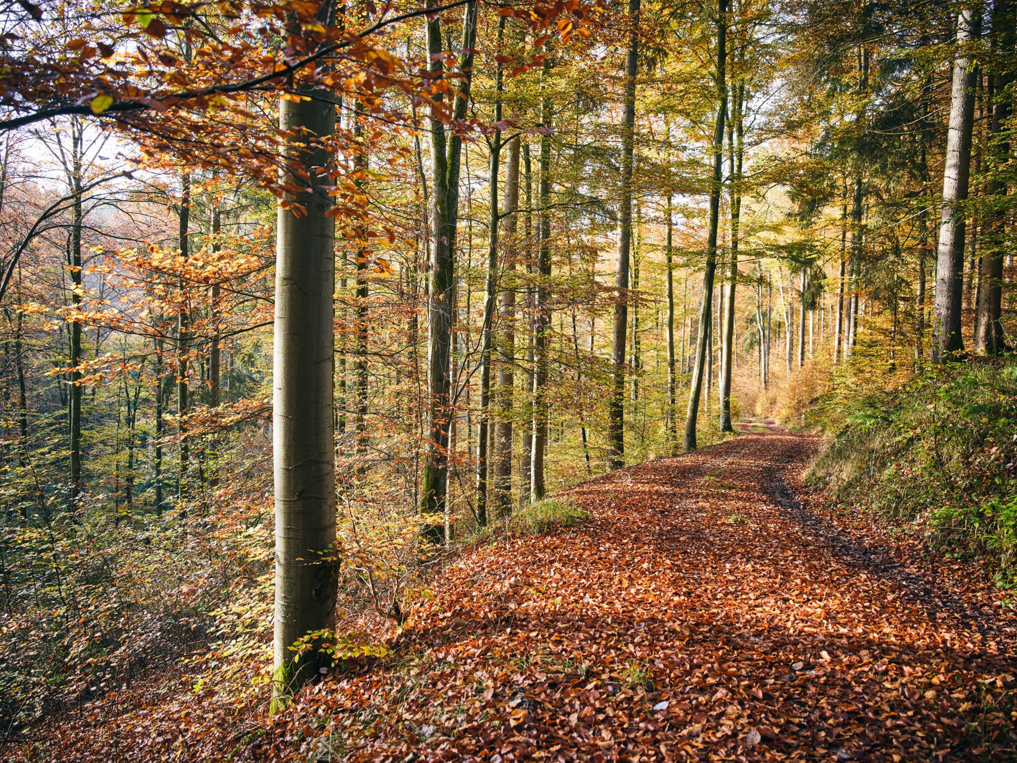 Икономическа устойчивост