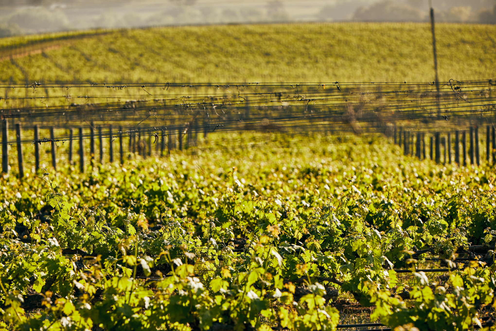 Търговски компании на STIHL в Южна Америка