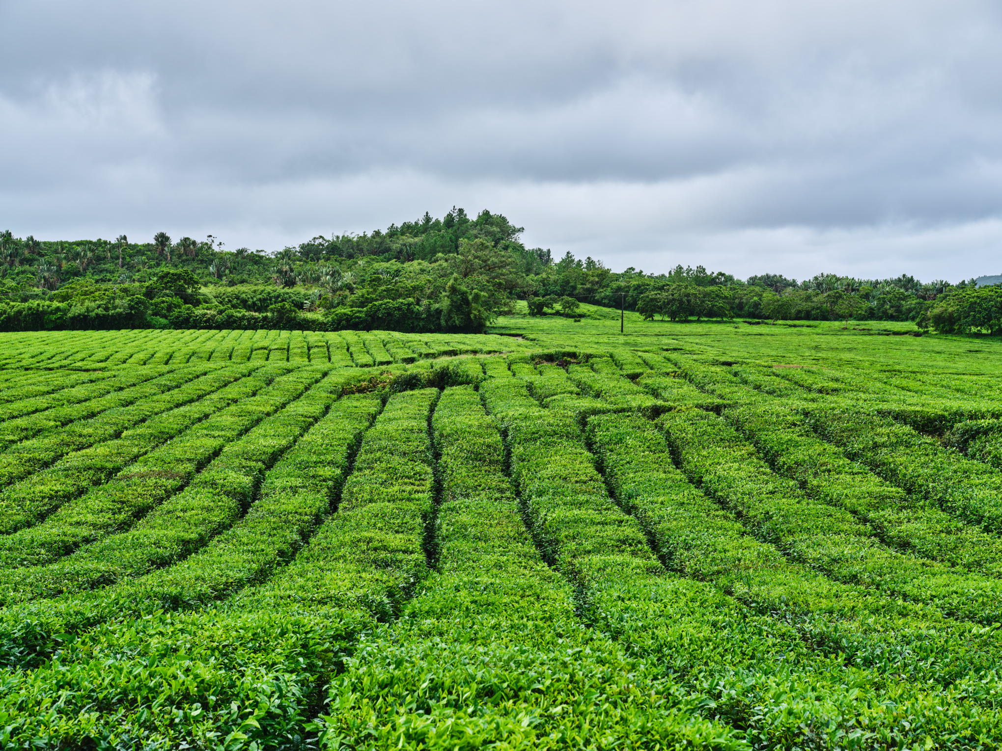 Търговски компании на STIHL в Близкия изток