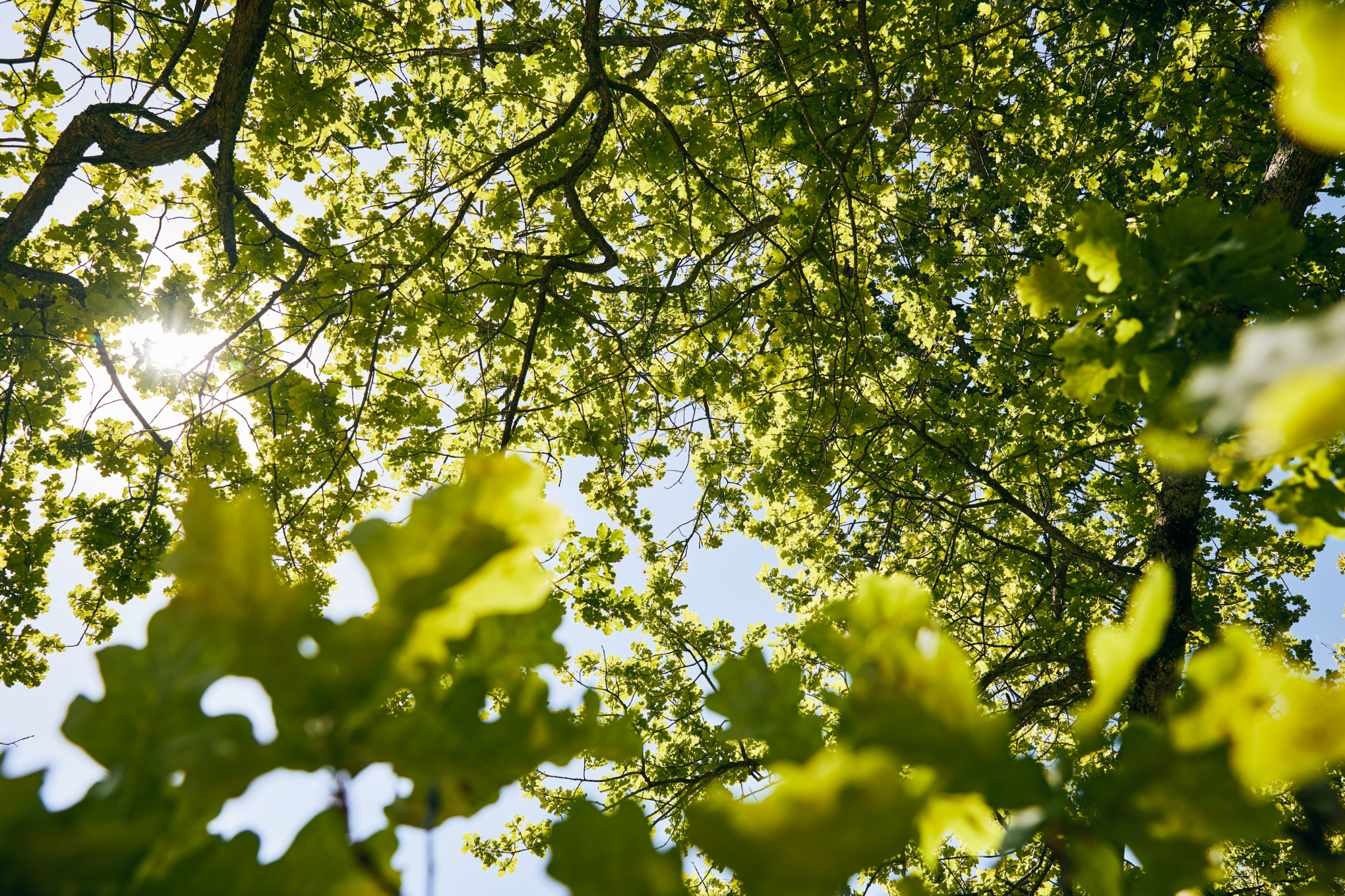 Устойчивост